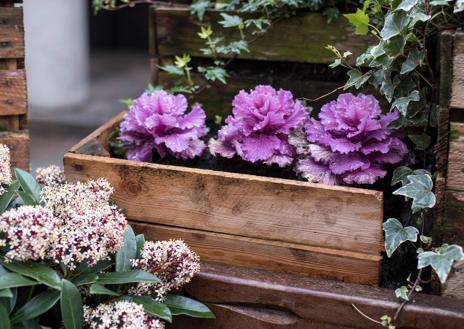 Imagen secundaria 1 - Col ornamental, la planta de moda en las terrazas de invierno