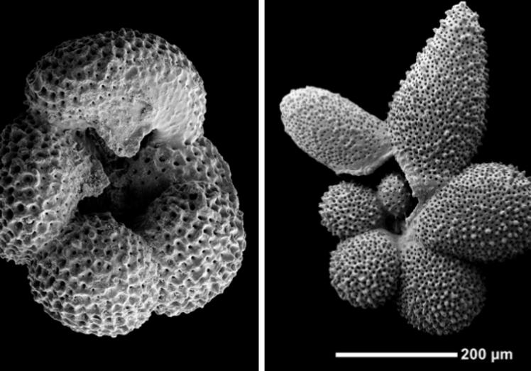 Imágenes al microscopio de las especies planctónicas foraminíferas de dentoglobigerina altispira, y de Globigerinella adamsi.