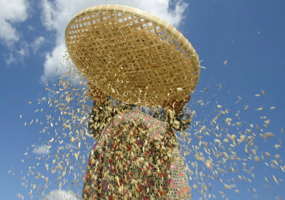 Una mujer pasa por un cedazo cereales para obtener el grano.