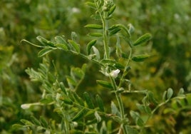 La planta de la lenteja.