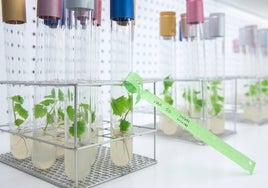 Laboratorio in vitro de cepas en fase de recuperación en la bodega Familia Torres.