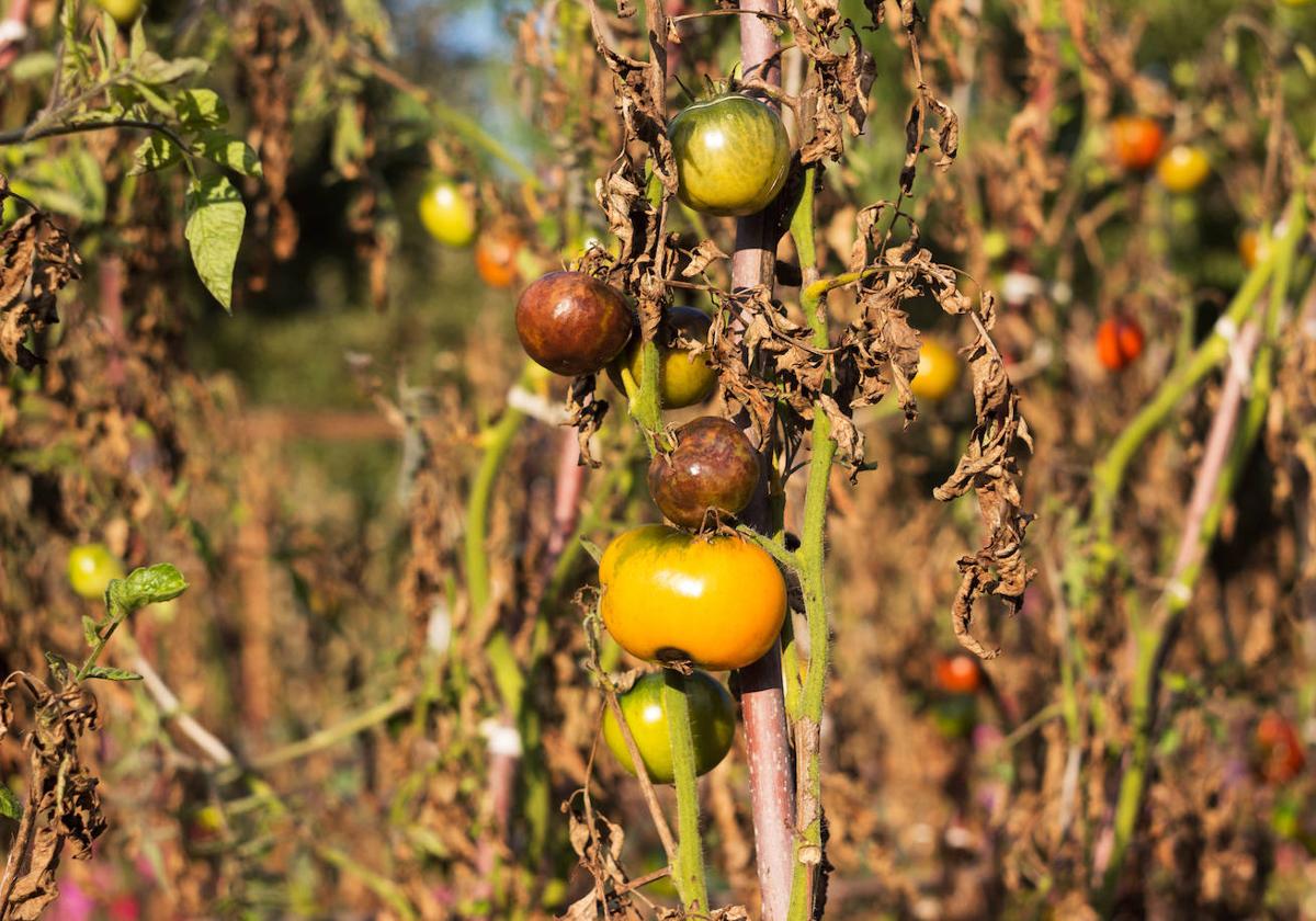 Una tomatera con algunos signos de desidratación.