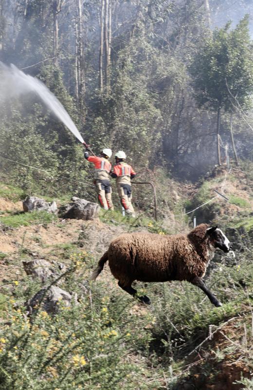 Varios bomberos trabajan en las labores de extinción del incendio registrado la pasada noche en el Monte Naranco de Oviedo