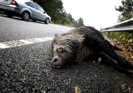 El cuerpo de un jabalí atropellado en una carretera gallega.