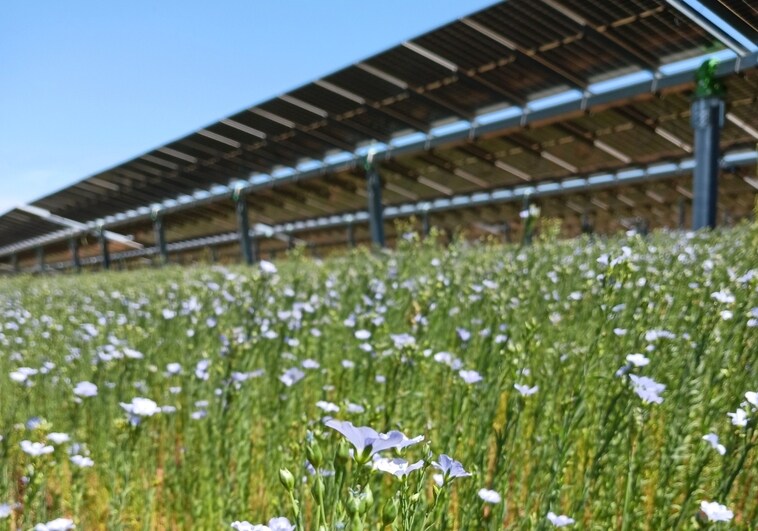 Cuando los paneles fotovoltaicos generan energía… y miel 'solar'
