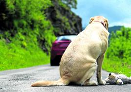 El maltrato a las mascotas como pista para detectar casos de violencia familiar