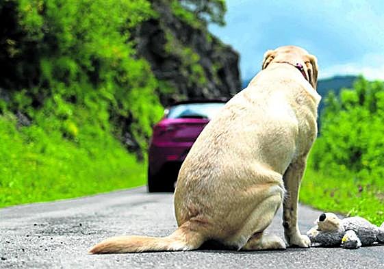 El maltrato a las mascotas como pista para detectar casos de violencia familiar