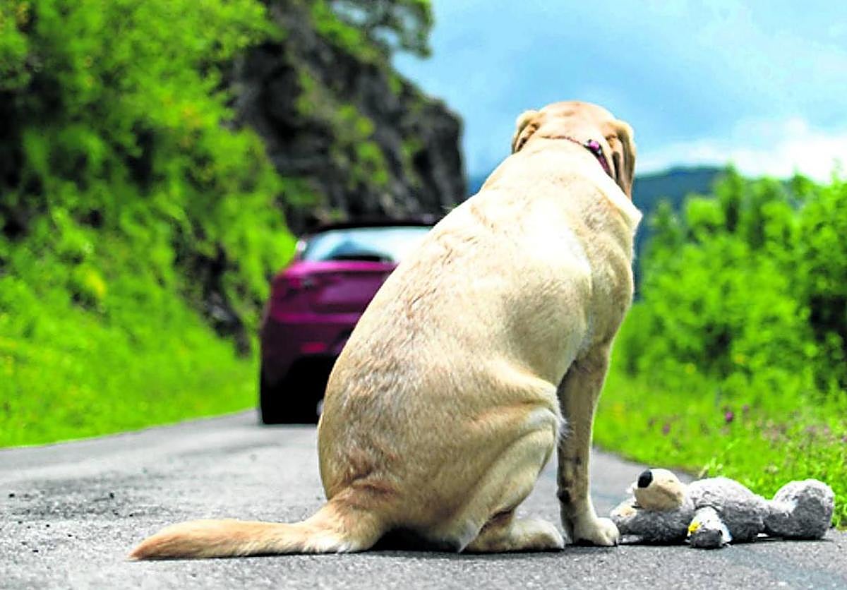 El maltrato a las mascotas como pista para detectar casos de violencia familiar