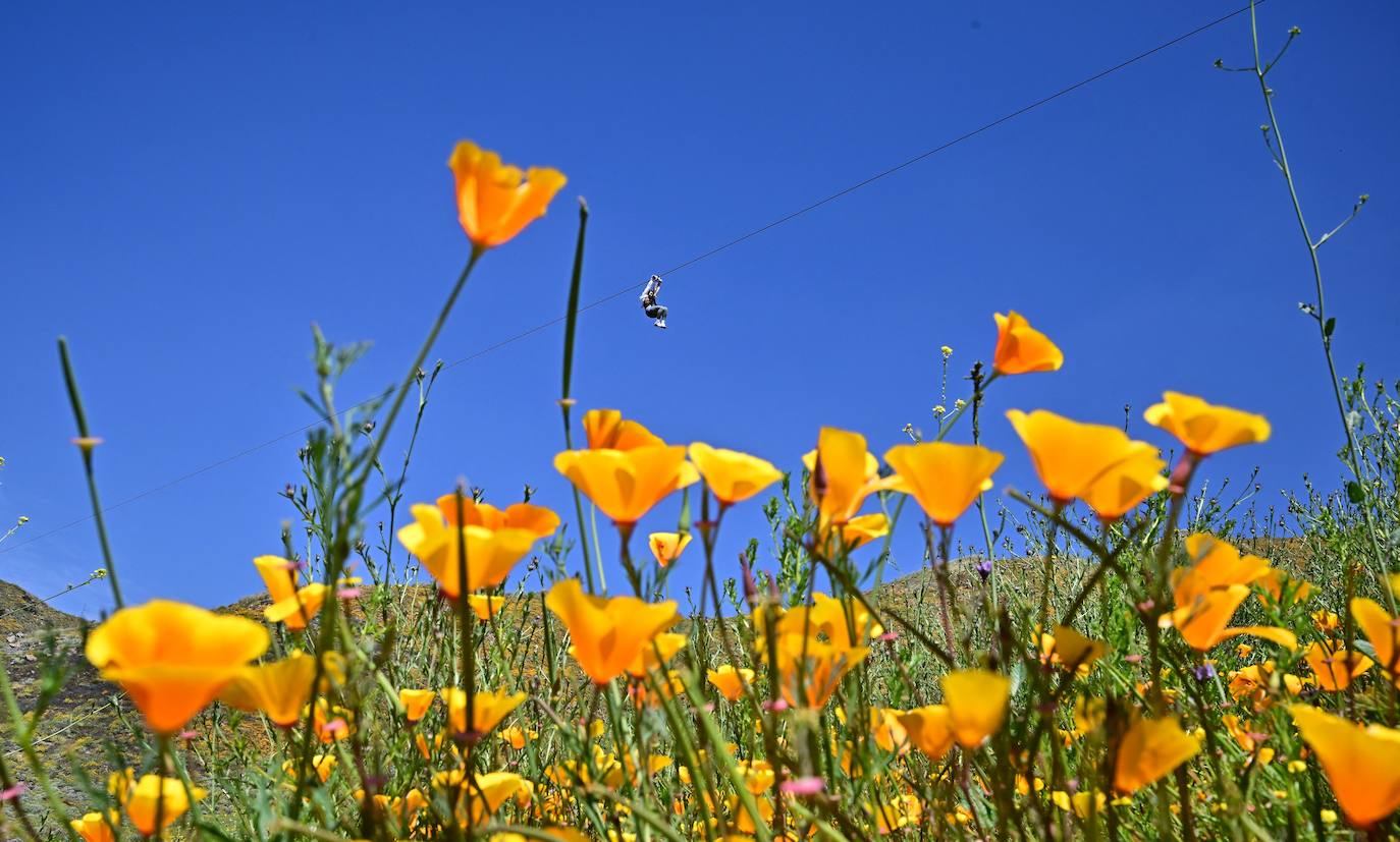 La &#039;super floración&#039; de California, en imágenes