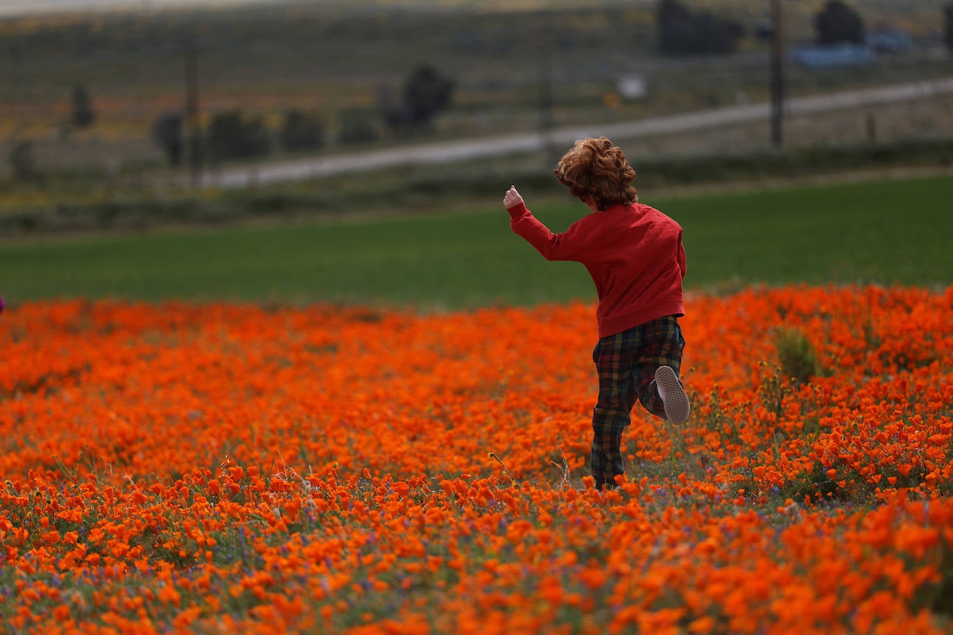 La &#039;super floración&#039; de California, en imágenes