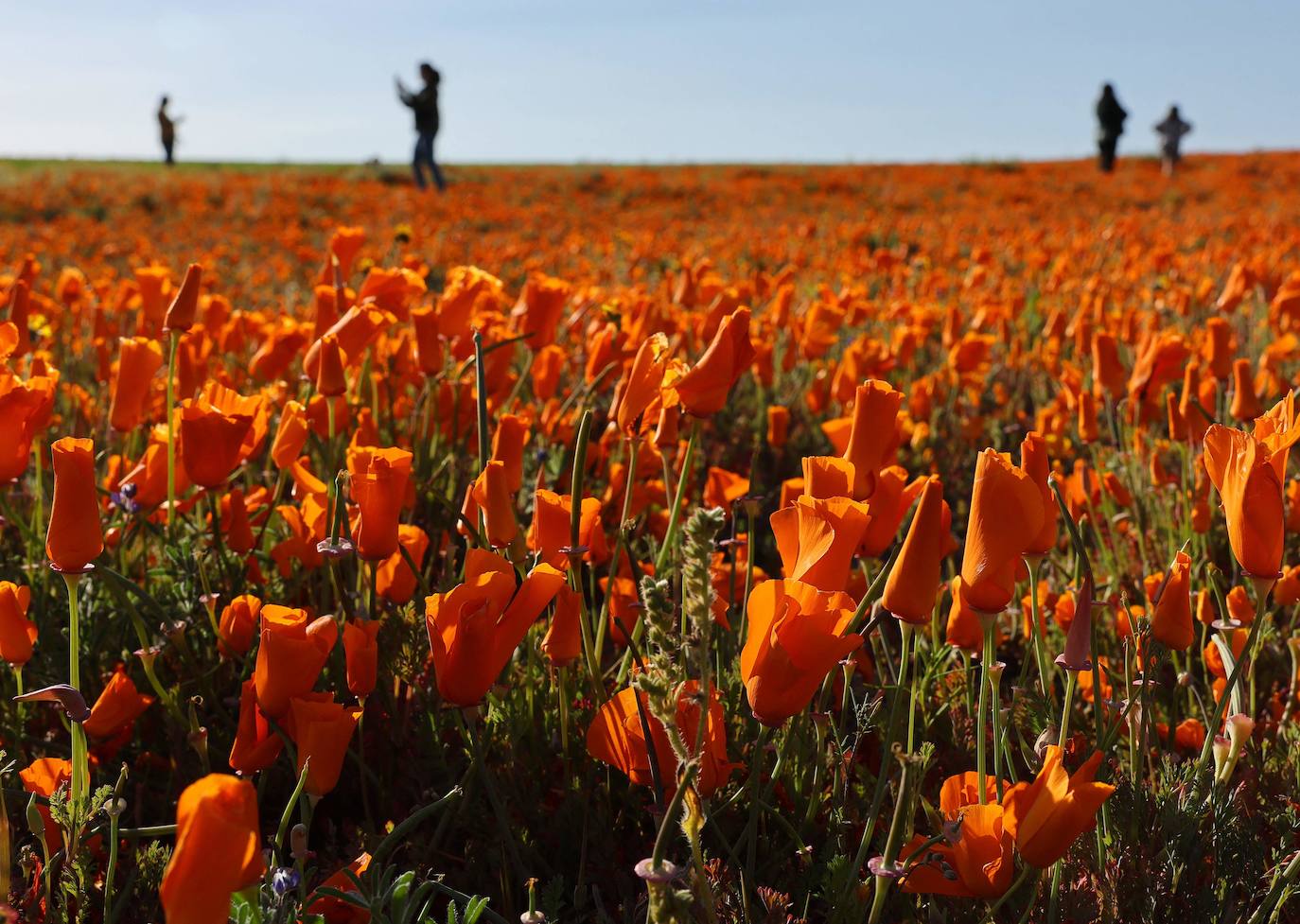 La &#039;super floración&#039; de California, en imágenes