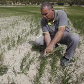 La grave sequía incrementará aún más los precios del arroz, las frutas y el aceite