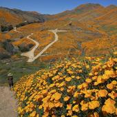 La 'superbloom' de California, las flores que nacen de la tragedia