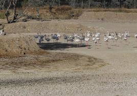 Un grupo de flamencos recorren una laguna completamente seca junto al Espacio Natural de Doñana.