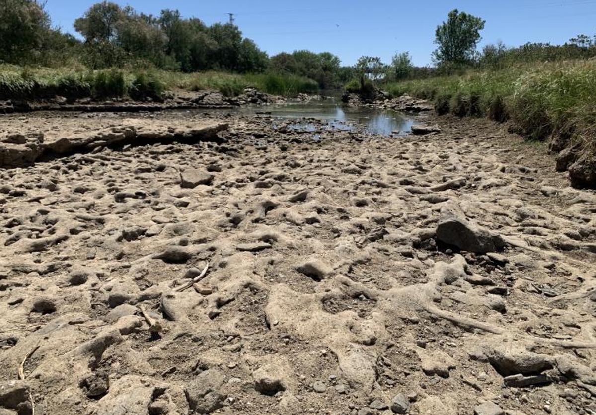 La sequía deja ver tramos del lecho del Guadiamar, el río que provee a Doñana.