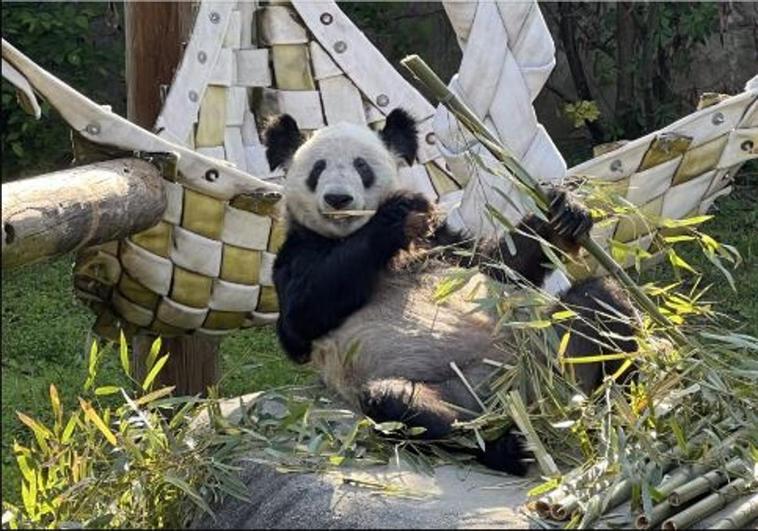 Una osa panda reaviva la guerra fría