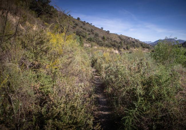 Camino Romano cubierto de broza.