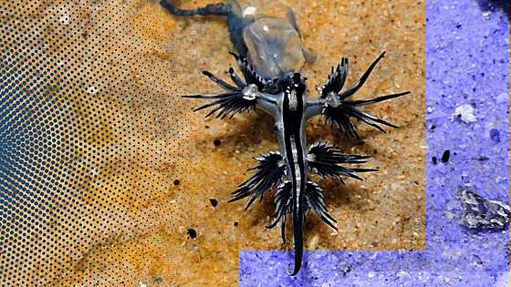 El dragón azul, la criatura que vuelve a la costa española tras 100 años