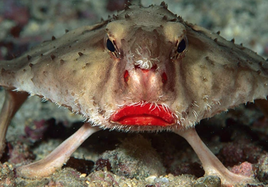 Un ejemplar de pez murciélago de labios rojos, uno de los animales más raros del planeta.