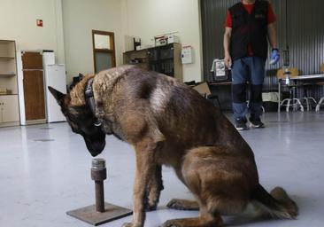 Perros contra el cáncer