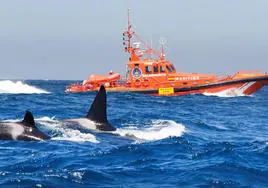 Dos orcas, junto a un barco de Salvamento Marítimo.