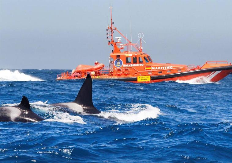 El Gobierno marcará a las orcas para evitar ataques a barcos