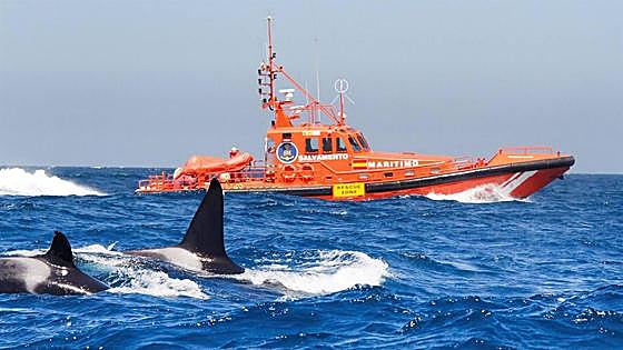 El Gobierno marcará a las orcas para evitar ataques a barcos