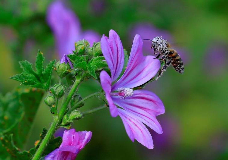«Si desaparecieran los insectos el mundo se hundiría en un caos de hambrunas»