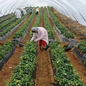 Los agricultores de Huelva se defienden: «Nuestras fresas no secan Doñana»