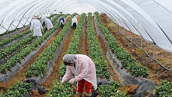 Los agricultores de Huelva se defienden: «Nuestras fresas no secan Doñana»