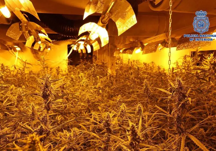 Desmantelan una gran plantación de marihuana que escondían bajo colchones