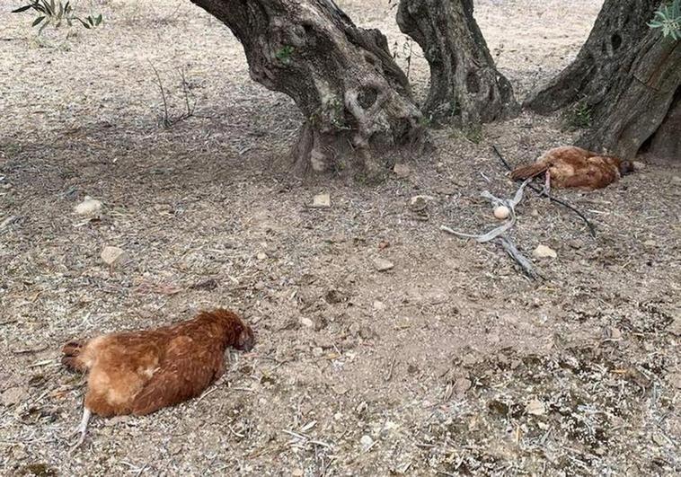 Dos de los cuerpos de las gallinas encontrados junto a un olivo.