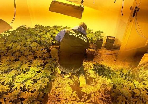 Abandonado un niño de 11 años en una vivienda llena de marihuana en Granada
