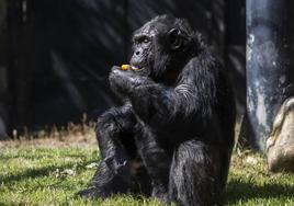 Un estudio con primates demuestra las ventajas de masturbarse