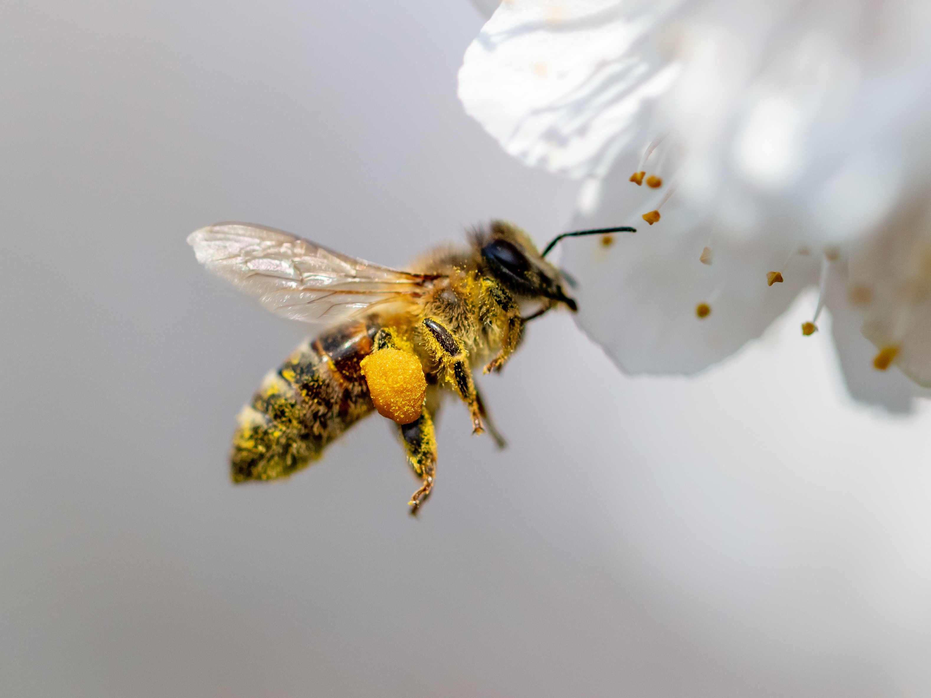 Las abejas polinizan solo con ir de flor en flor.