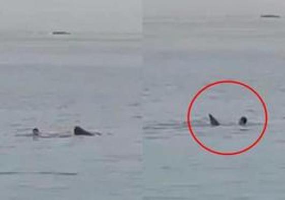 Un tiburón mata a un ciudadano ruso en Egipto