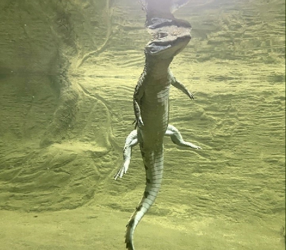 El caimán en el agua