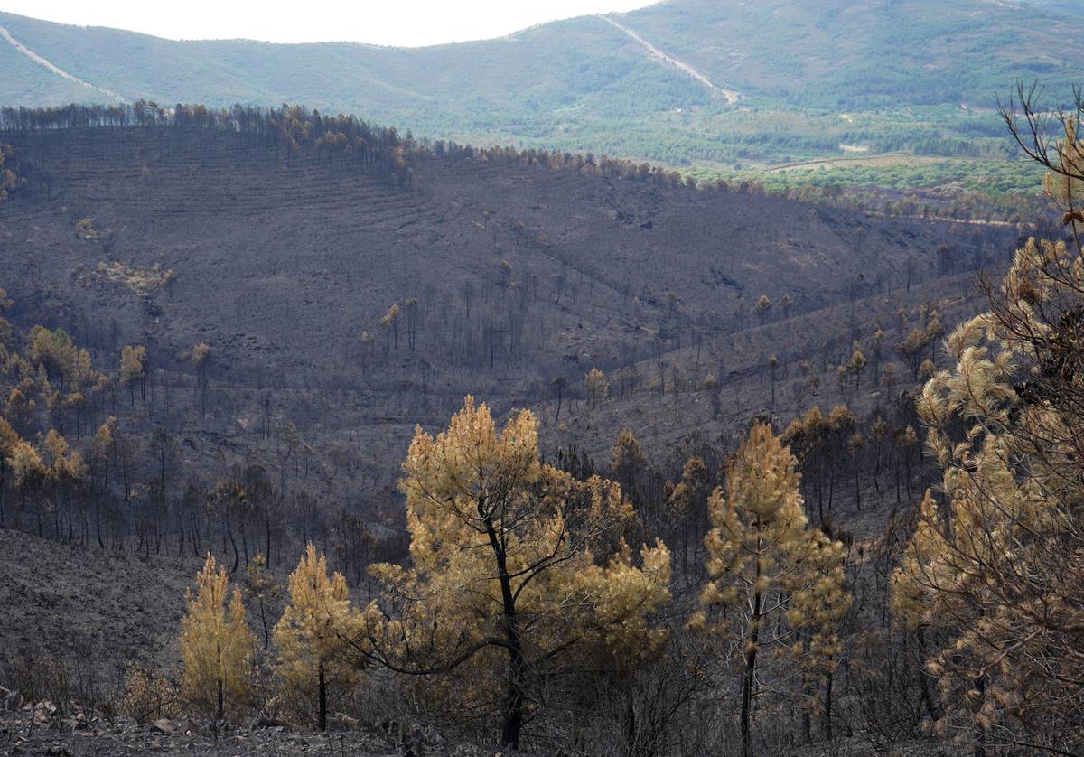 Una de las laderas calcinadas por el fuego que a mediados de mayo devoró parte de la sierra en la comarca extremeña de Las Hurdes.