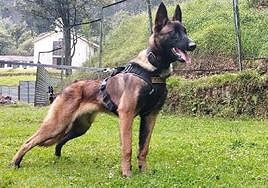 El pastor belga malinois 'Wilson' extraviado después de encontrar a los cuatro hermanos desaparecidos en la selva colombiana