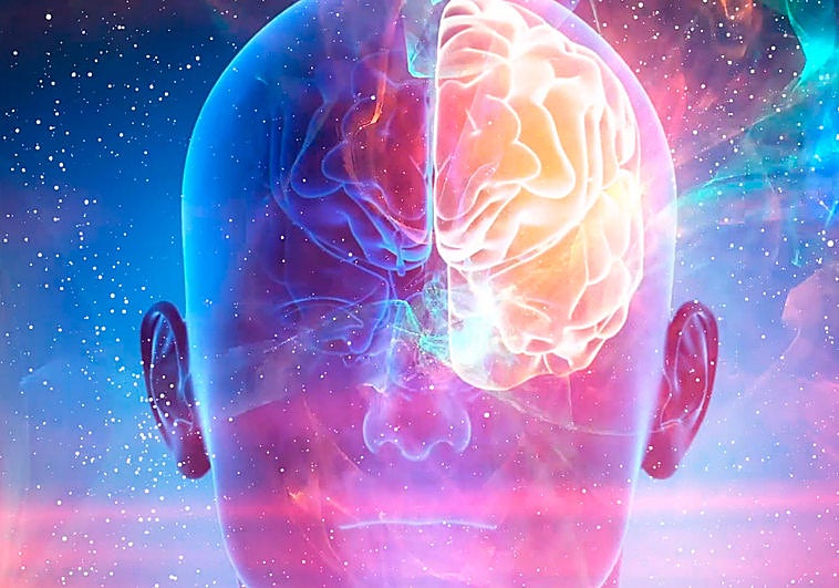 ¿Dónde están las fronteras del cerebro?
