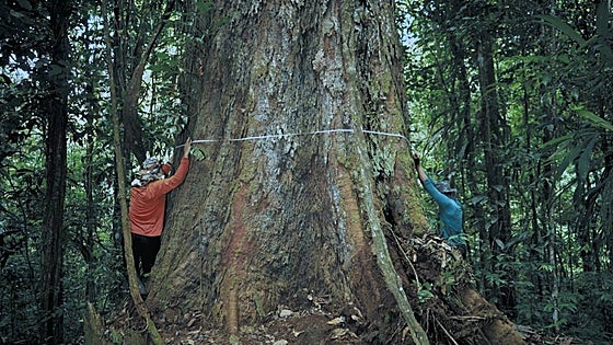 Los científicos llegan, por fin, hasta el árbol más alto del Amazonas