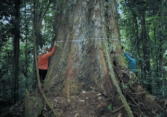Los científicos llegan, por fin, hasta el árbol más alto del Amazonas