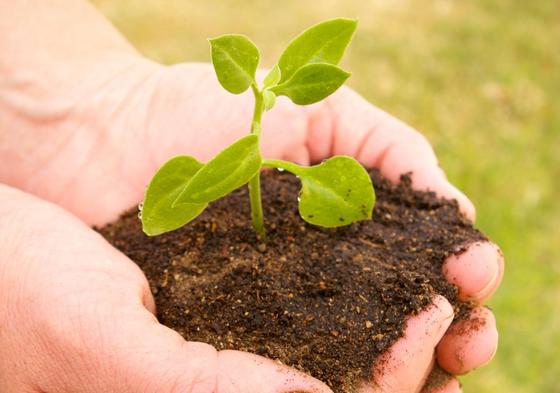 De la cartera al jardín: dar de 'comer' a las plantas con euros