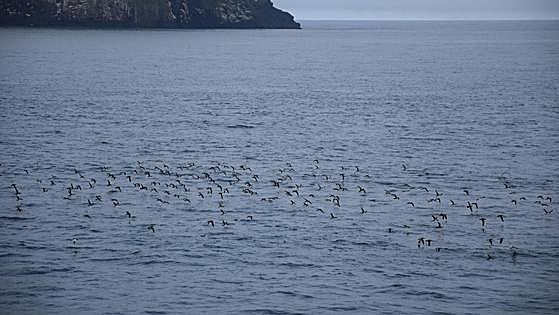 El Mediterráneo es la zona del mundo con mayor riesgo para las aves marinas