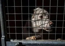 Liberan 140 perros en pésimas condiciones en dos criaderos ilegales en Málaga