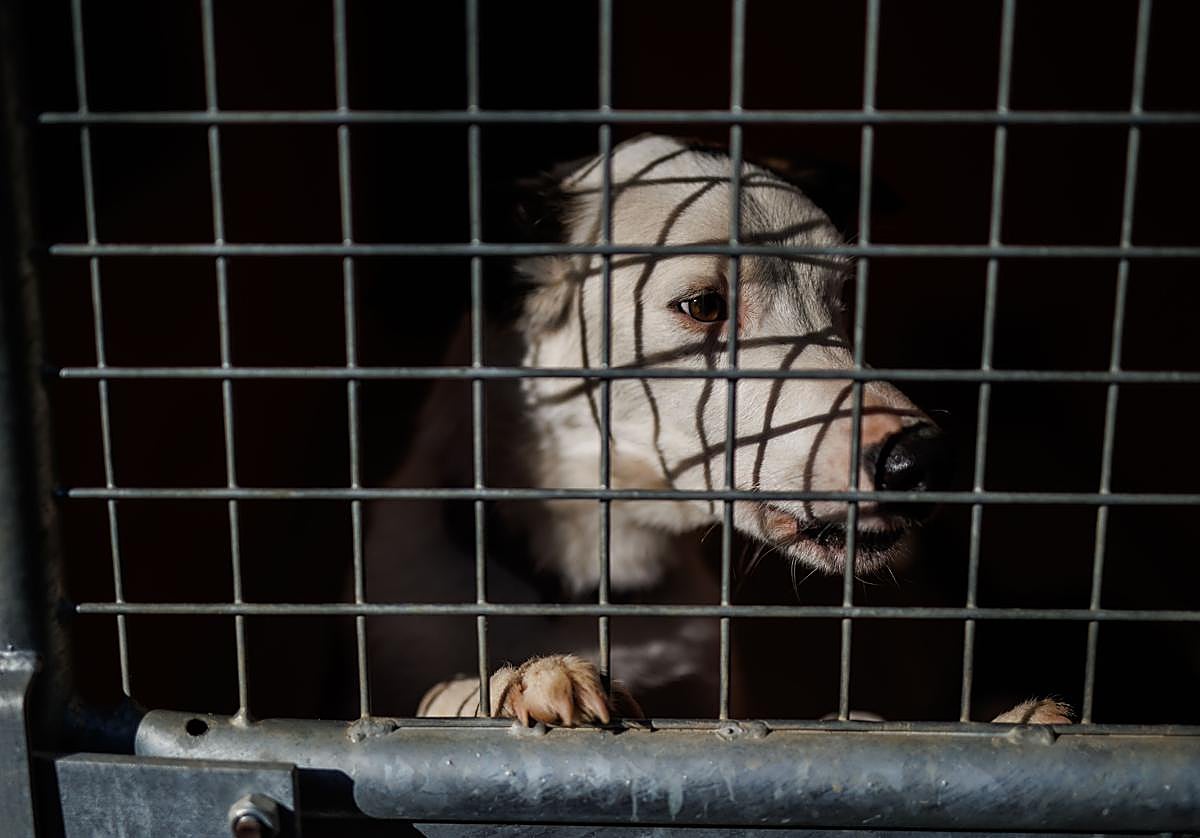 Liberan 140 perros en pésimas condiciones en dos criaderos ilegales en Málaga