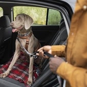 Los riesgos de viajar con perro en coche sin la sujeción correcta