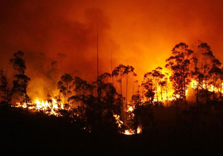 Madera muerta para luchar contra los incendios forestales
