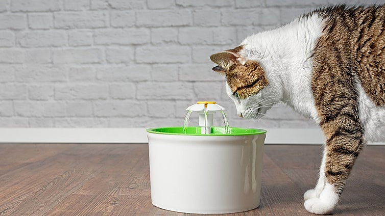 Los mejores bebederos para perros y gatos