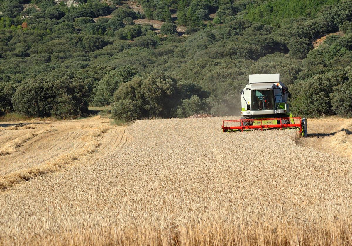 El bloqueo ruso al grano de Ucrania tensionará los precios del cereal en España